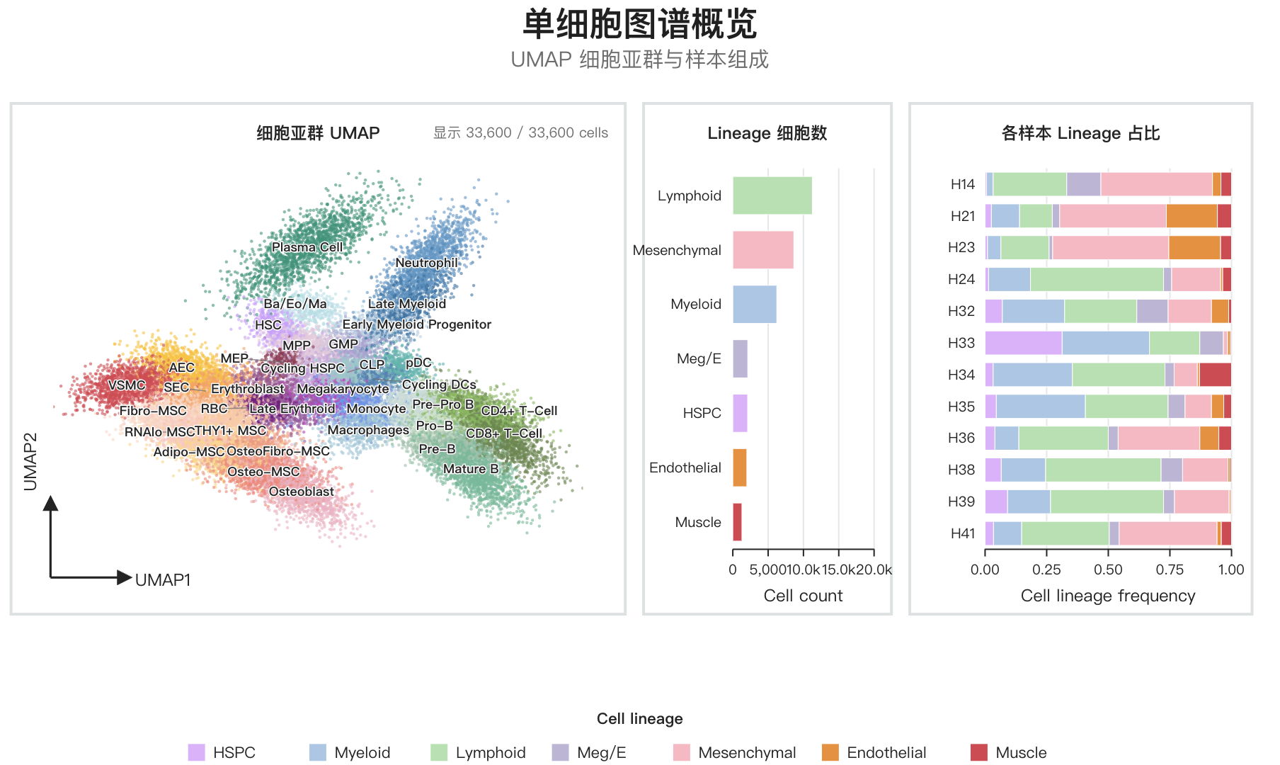 33,600 个细胞的单细胞复合图封面，同时展示 UMAP、Lineage 细胞数和 12 个样本组成比例