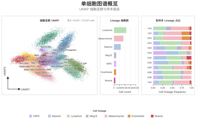 33,600 个细胞的单细胞复合图封面，同时展示 UMAP、Lineage 细胞数和 12 个样本组成比例